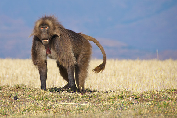 Travel through Ethiopia. Photography by Peter Stanley, 2012.