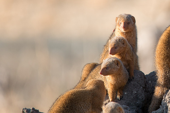 Golden Mongoose