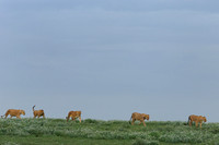 African wildlife in northern Tanzania in Serengeti National Park and Ngorongoro National Park. Photography by Peter Stanley, 2012.