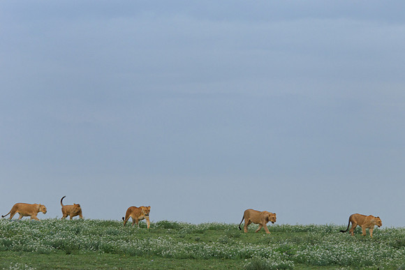 African wildlife in northern Tanzania in Serengeti National Park and Ngorongoro National Park. Photography by Peter Stanley, 2012.