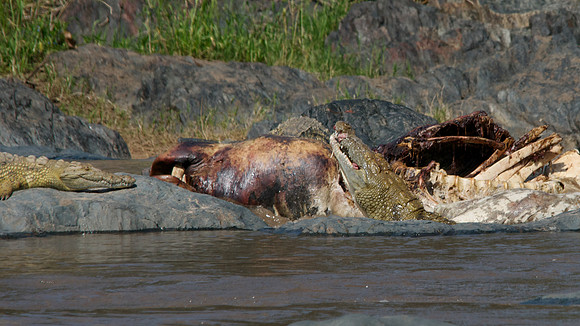 African wildlife in northern Tanzania in Serengeti National Park and Ngorongoro National Park. Photography by Peter Stanley, 2012.