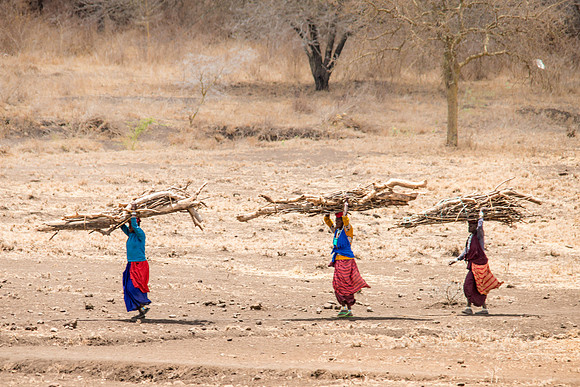 Maasai women carry firewood