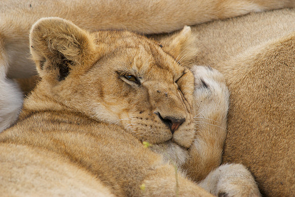 African wildlife in northern Tanzania in Serengeti National Park and Ngorongoro National Park. Photography by Peter Stanley, 2012.