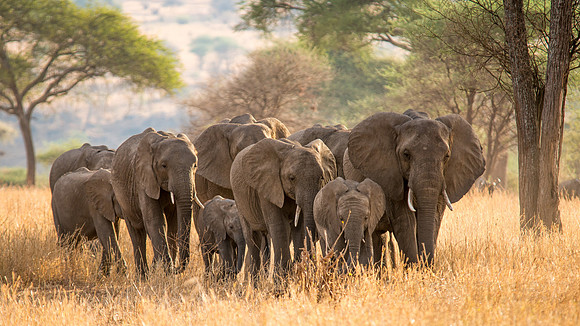 Elephant herd