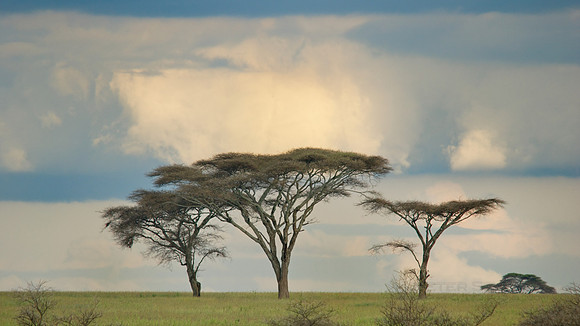 African wildlife in northern Tanzania in Serengeti National Park and Ngorongoro National Park. Photography by Peter Stanley, 2012.