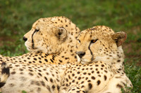 African wildlife in northern Tanzania in Serengeti National Park and Ngorongoro National Park. Photography by Peter Stanley, 2012.