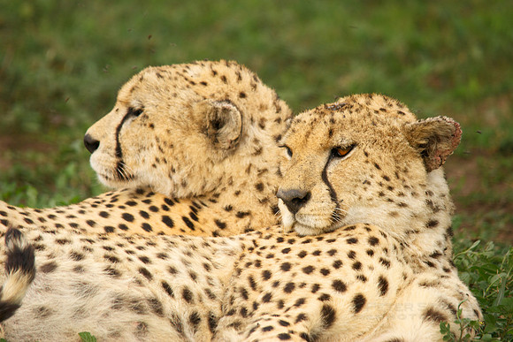 African wildlife in northern Tanzania in Serengeti National Park and Ngorongoro National Park. Photography by Peter Stanley, 2012.