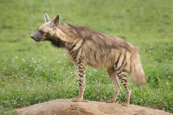 African wildlife in northern Tanzania in Serengeti National Park and Ngorongoro National Park. Photography by Peter Stanley, 2012.