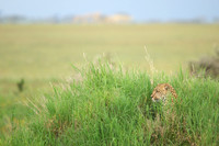 African wildlife in northern Tanzania in Serengeti National Park and Ngorongoro National Park. Photography by Peter Stanley, 2012.