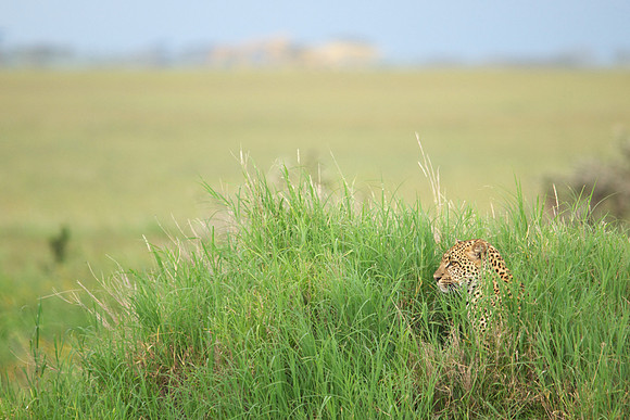 African wildlife in northern Tanzania in Serengeti National Park and Ngorongoro National Park. Photography by Peter Stanley, 2012.