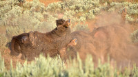 Yellowstone National Park, Wyoming, Montana, United States. Photography by Peter Stanley, 2012