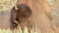 Yellowstone National Park, Wyoming, Montana, United States. Photography by Peter Stanley, 2012