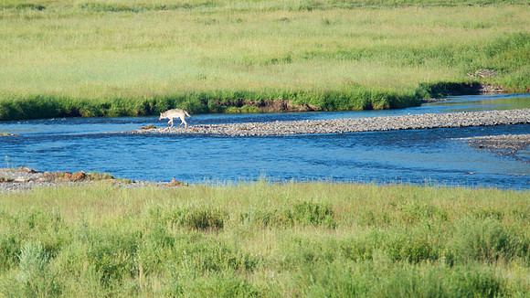 Yellowstone National Park, Wyoming, Montana, United States. Photography by Peter Stanley, 2012