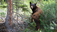 Yellowstone National Park, Wyoming, Montana, United States. Photography by Peter Stanley, 2012