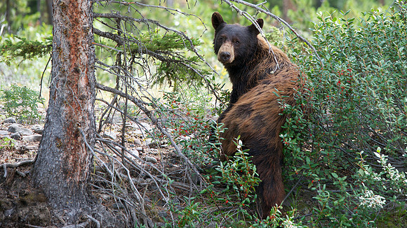 Yellowstone National Park, Wyoming, Montana, United States. Photography by Peter Stanley, 2012