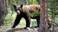Yellowstone National Park, Wyoming, Montana, United States. Photography by Peter Stanley, 2012