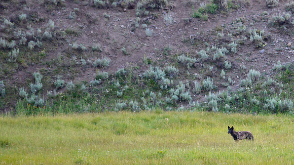 Yellowstone National Park, Wyoming, Montana, United States. Photography by Peter Stanley, 2012