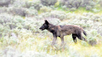 Yellowstone National Park, Wyoming, Montana, United States. Photography by Peter Stanley, 2012