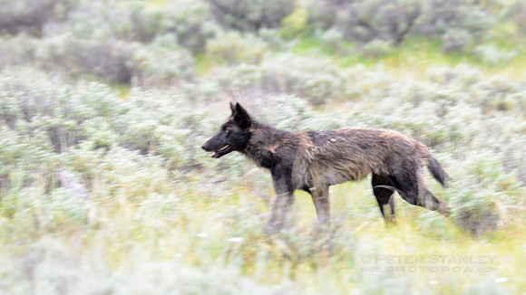 Yellowstone National Park, Wyoming, Montana, United States. Photography by Peter Stanley, 2012