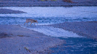 Yellowstone National Park, Wyoming, Montana, United States. Photography by Peter Stanley, 2012