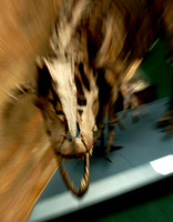 T-Rex