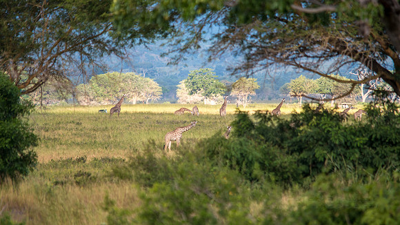 Window to Giraffes