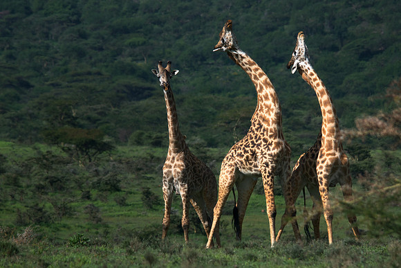 African wildlife in northern Tanzania in Serengeti National Park and Ngorongoro National Park. Photography by Peter Stanley, 2012.