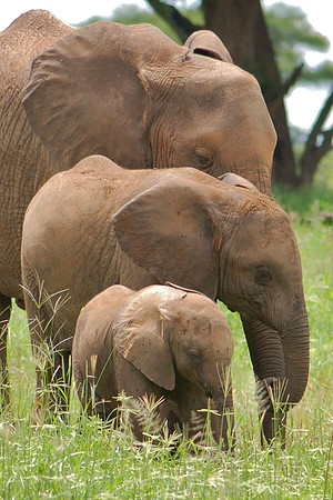 Family Three