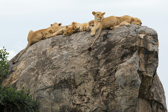 African wildlife in northern Tanzania in Serengeti National Park and Ngorongoro National Park. Photography by Peter Stanley, 2012.