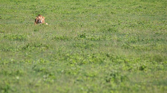 African wildlife in northern Tanzania in Serengeti National Park and Ngorongoro National Park. Photography by Peter Stanley, 2012.