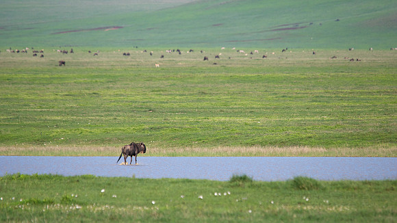 African wildlife in northern Tanzania in Serengeti National Park and Ngorongoro National Park. Photography by Peter Stanley, 2012.