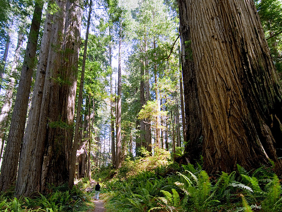 Redwoods, California, USA