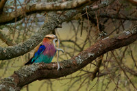 African wildlife in northern Tanzania in Serengeti National Park and Ngorongoro National Park. Photography by Peter Stanley, 2012.