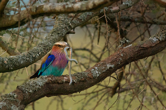 African wildlife in northern Tanzania in Serengeti National Park and Ngorongoro National Park. Photography by Peter Stanley, 2012.