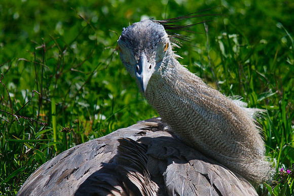 African wildlife in northern Tanzania in Serengeti National Park and Ngorongoro National Park. Photography by Peter Stanley, 2012.