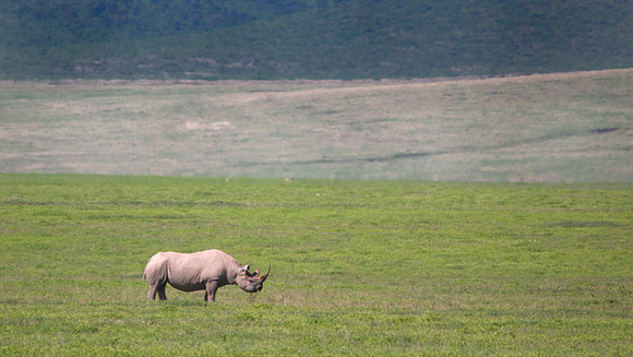 African wildlife in northern Tanzania in Serengeti National Park and Ngorongoro National Park. Photography by Peter Stanley, 2012.