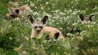African wildlife in northern Tanzania in Serengeti National Park and Ngorongoro National Park. Photography by Peter Stanley, 2012.