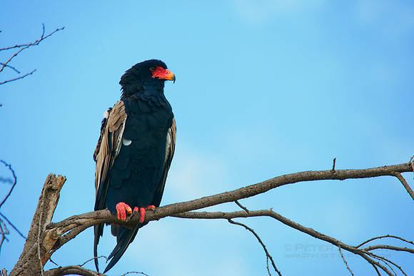 African wildlife in northern Tanzania in Serengeti National Park and Ngorongoro National Park. Photography by Peter Stanley, 2012.