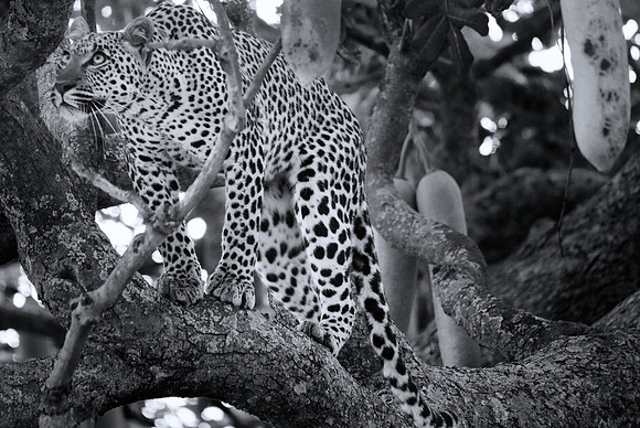 African wildlife in northern Tanzania in Serengeti National Park and Ngorongoro National Park. Photography by Peter Stanley, 2012.
