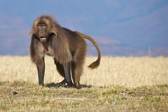 Gilada Baboon
