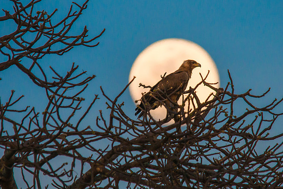 Golden Eagle Full Moon Baobab