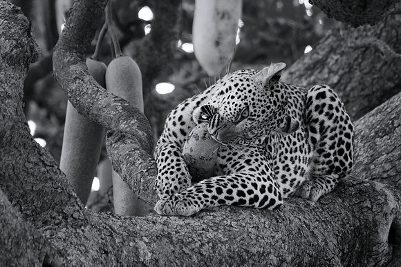 African wildlife in northern Tanzania in Serengeti National Park and Ngorongoro National Park. Photography by Peter Stanley, 2012.