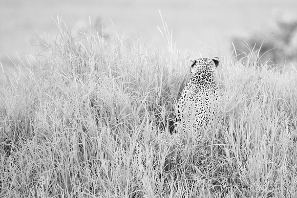 African wildlife in northern Tanzania in Serengeti National Park and Ngorongoro National Park. Photography by Peter Stanley, 2012.