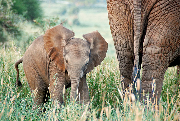 African wildlife in Mikumi National Park, Tanzania. Photography by Peter Stanley, 2012
