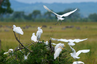 African wildlife in Mikumi National Park, Tanzania. Photography by Peter Stanley, 2012