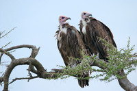 African wildlife in northern Tanzania in Serengeti National Park and Ngorongoro National Park. Photography by Peter Stanley, 2012.