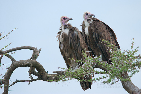 African wildlife in northern Tanzania in Serengeti National Park and Ngorongoro National Park. Photography by Peter Stanley, 2012.