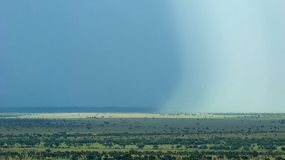 African wildlife in northern Tanzania in Serengeti National Park and Ngorongoro National Park. Photography by Peter Stanley, 2012.