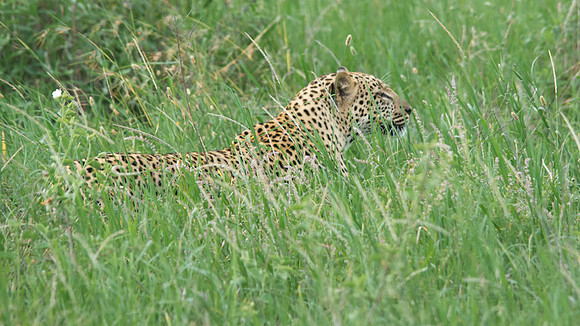 African wildlife in northern Tanzania in Serengeti National Park and Ngorongoro National Park. Photography by Peter Stanley, 2012.
