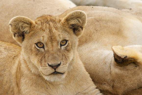 African wildlife in northern Tanzania in Serengeti National Park and Ngorongoro National Park. Photography by Peter Stanley, 2012.